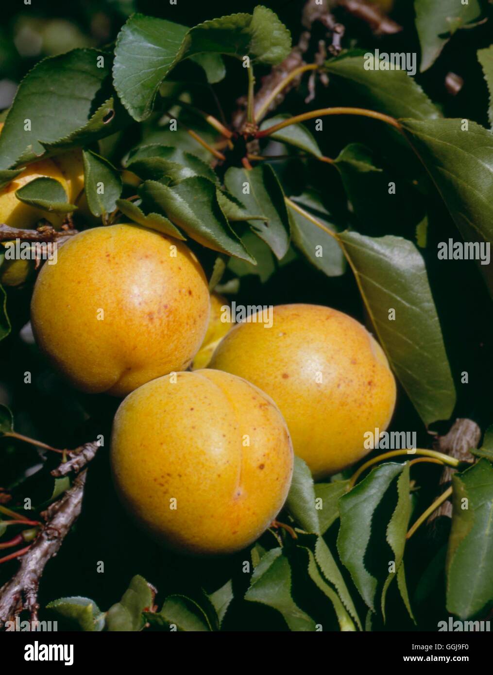 Apricot - `Alfred' (Prunus armeniaca)   FRU047748 Stock Photo